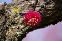 大高緑地公園にて