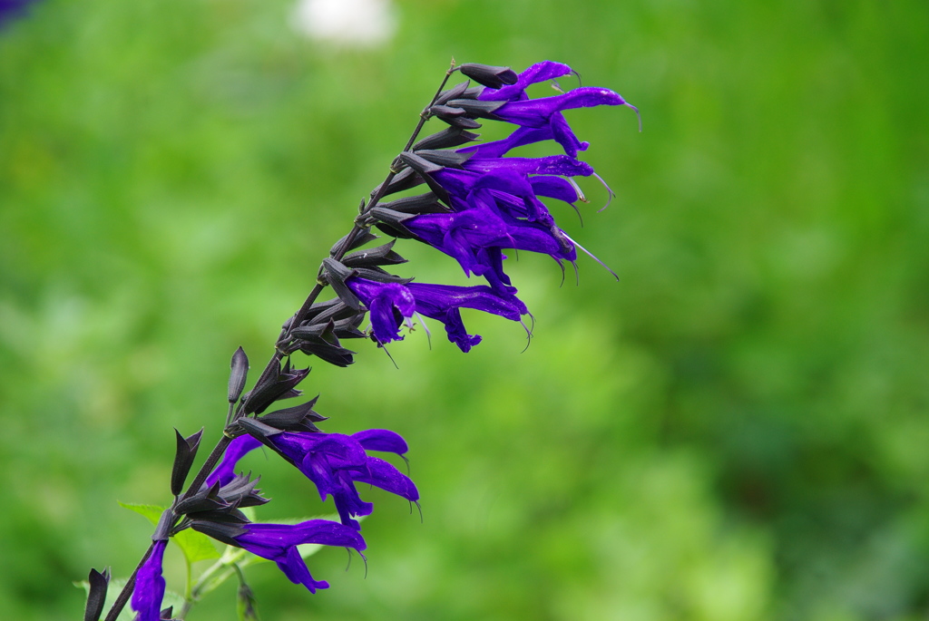 サルビア・レプタンス（コバルトセージ）