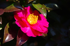 山茶花