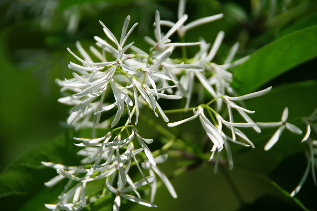 ナンジャモンジャ