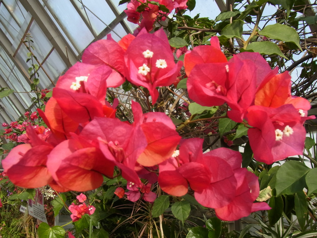 ブーゲンビレア