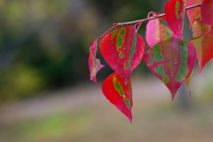 周囲から色づくのかな？