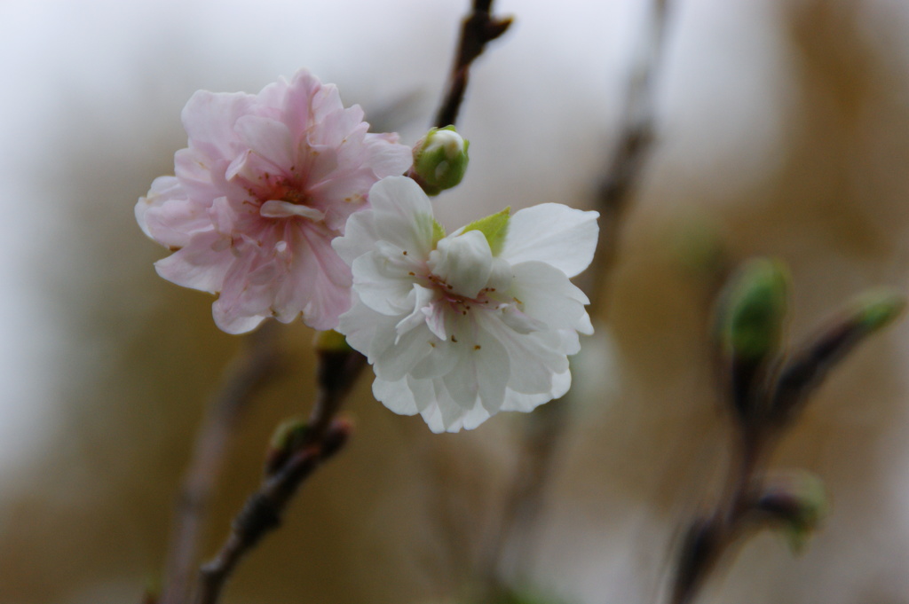 冬桜