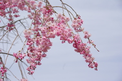 枝垂れ桜