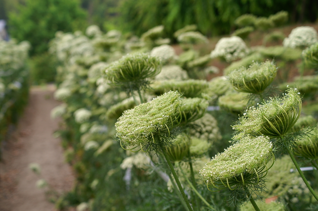 にんじん（採種用）