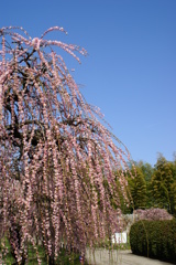 しだれ梅