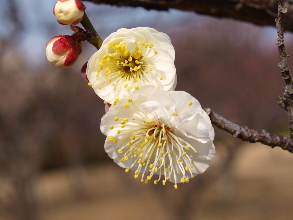 大高緑地公園にて