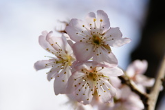 支那実桜