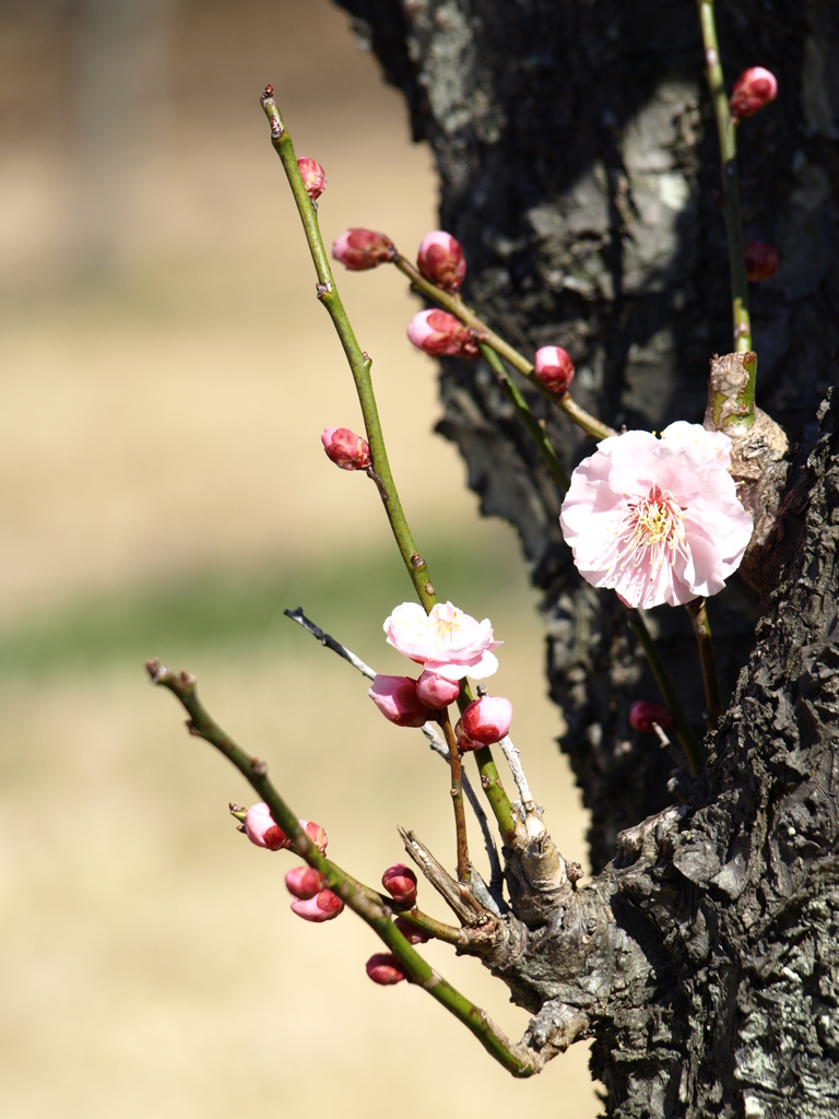 大高緑地公園にて　