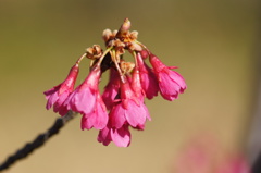 寒緋桜