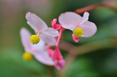 ヨウラクソウ（瓔珞草）