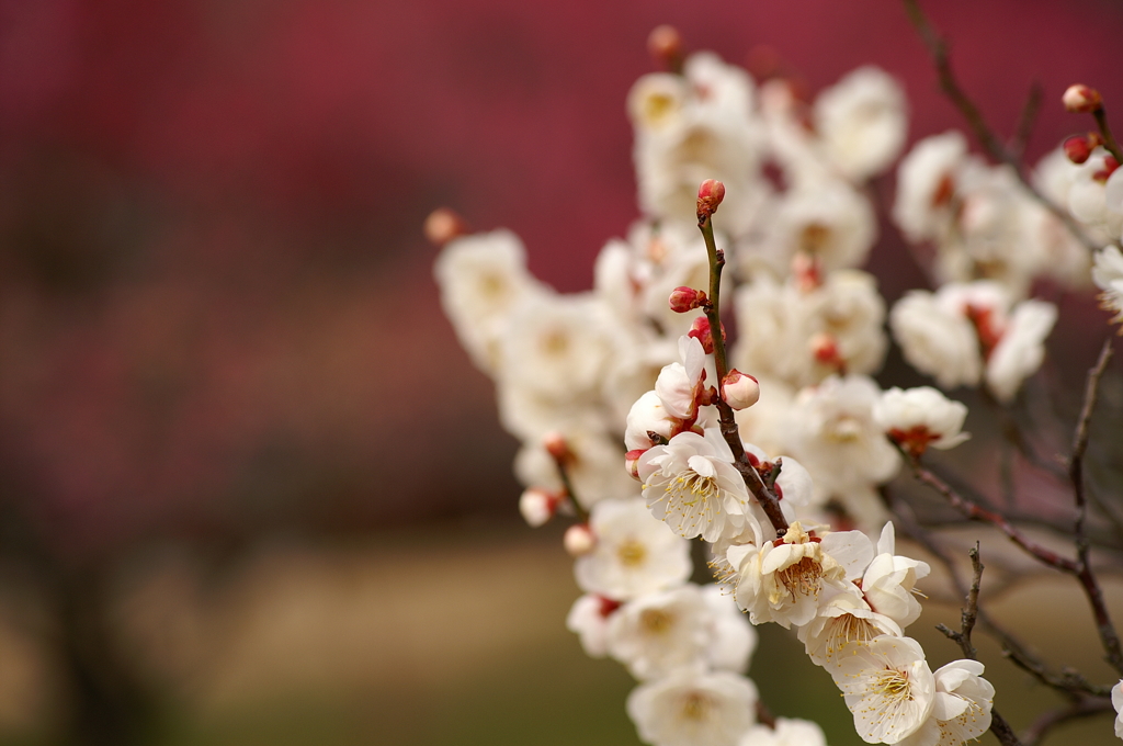 大高緑地公園にて　