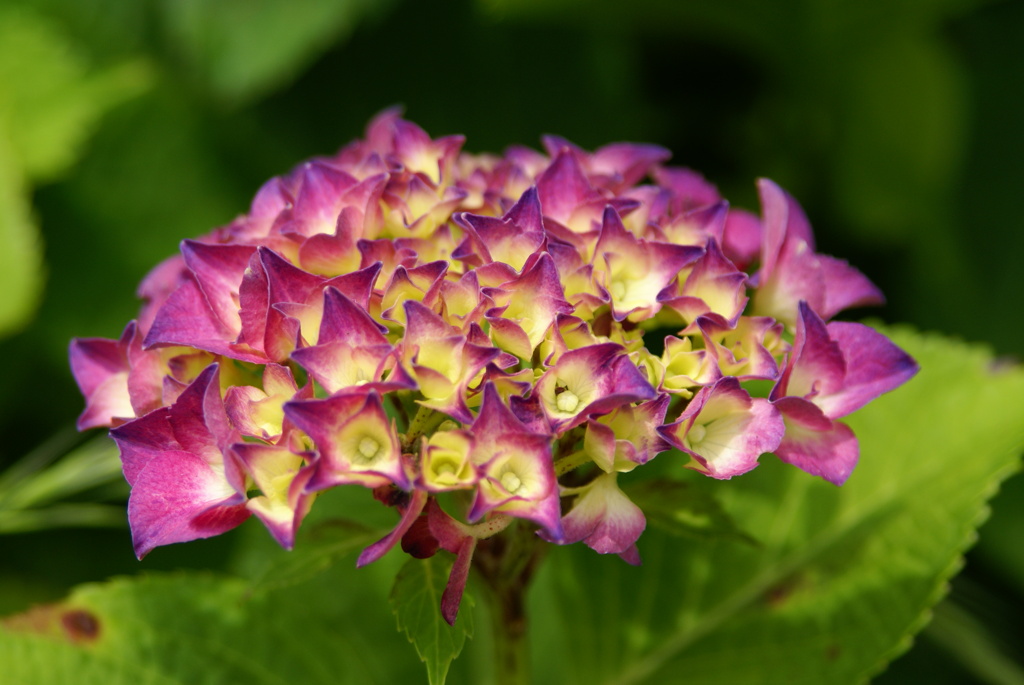 紫陽花