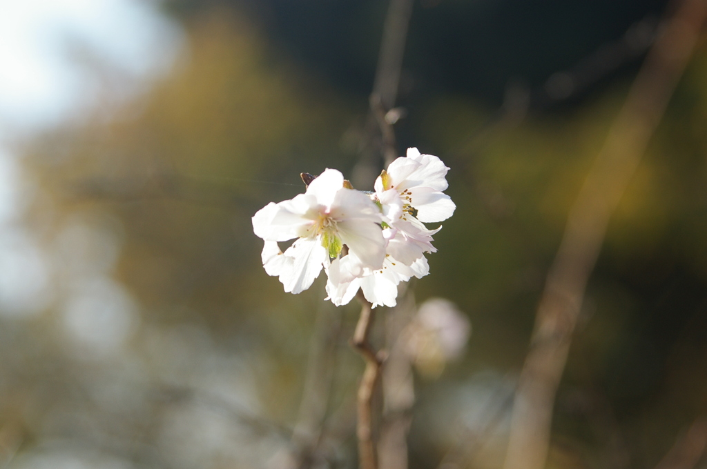 冬桜