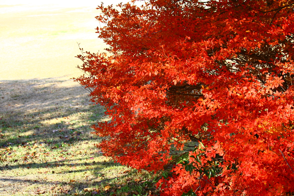 ドウダンツツジ