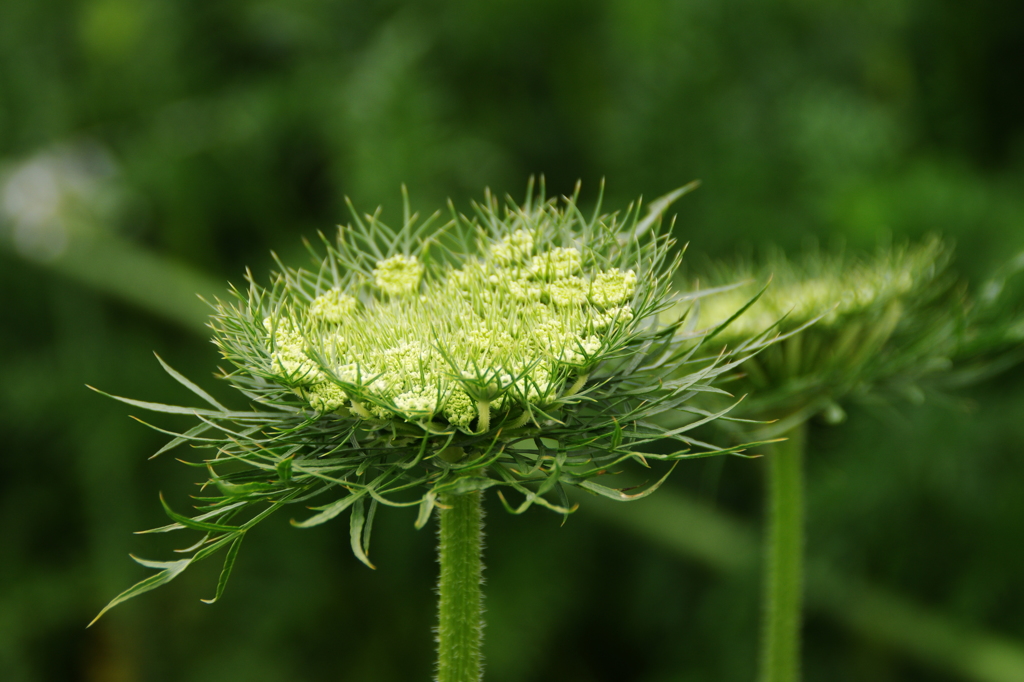 ニンジン（採種用・八事五寸）