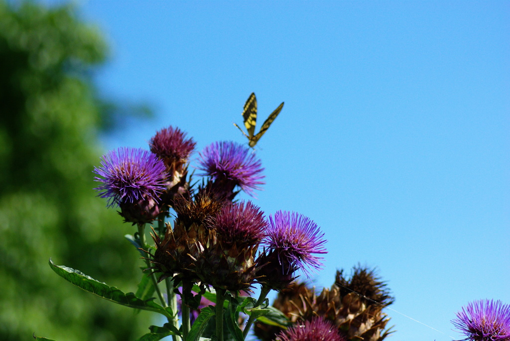 名古屋市農業センターにて　