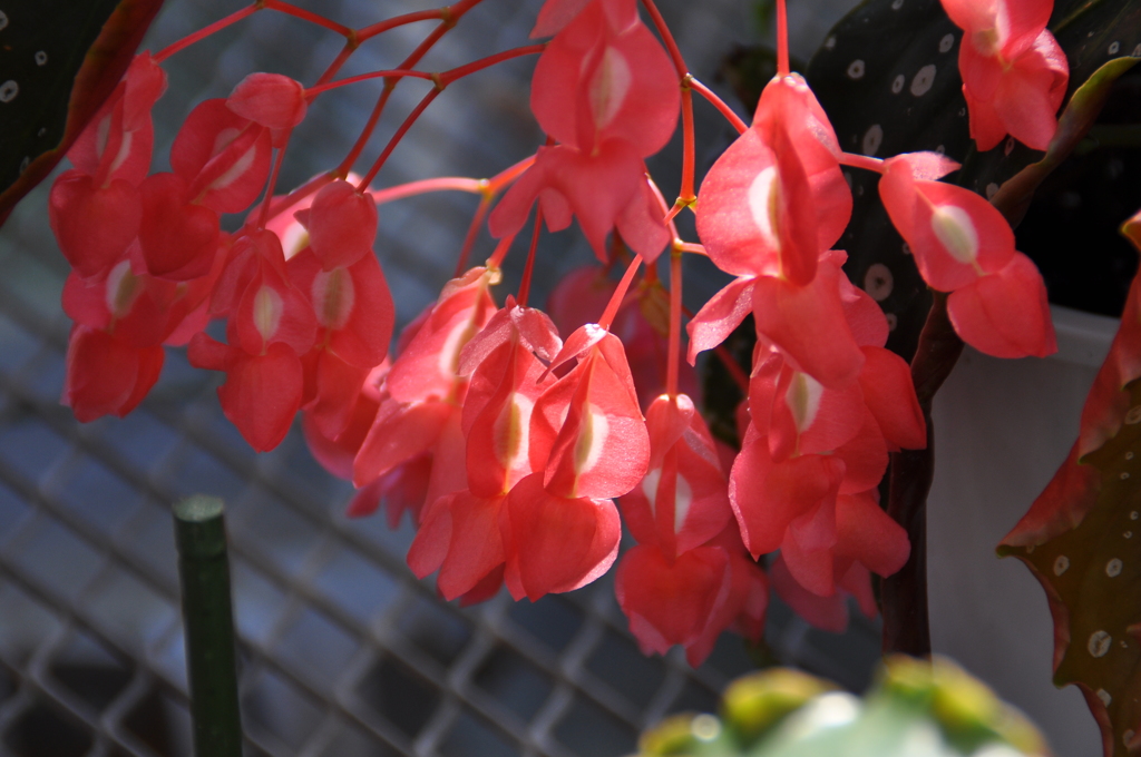 木立性ベゴニア北斗七星