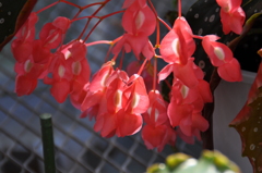 木立性ベゴニア北斗七星