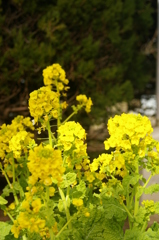 菜の花
