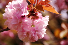 八重桜