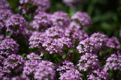 名古屋市農業センターにて　