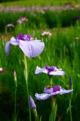花菖蒲