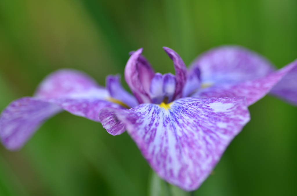 花菖蒲