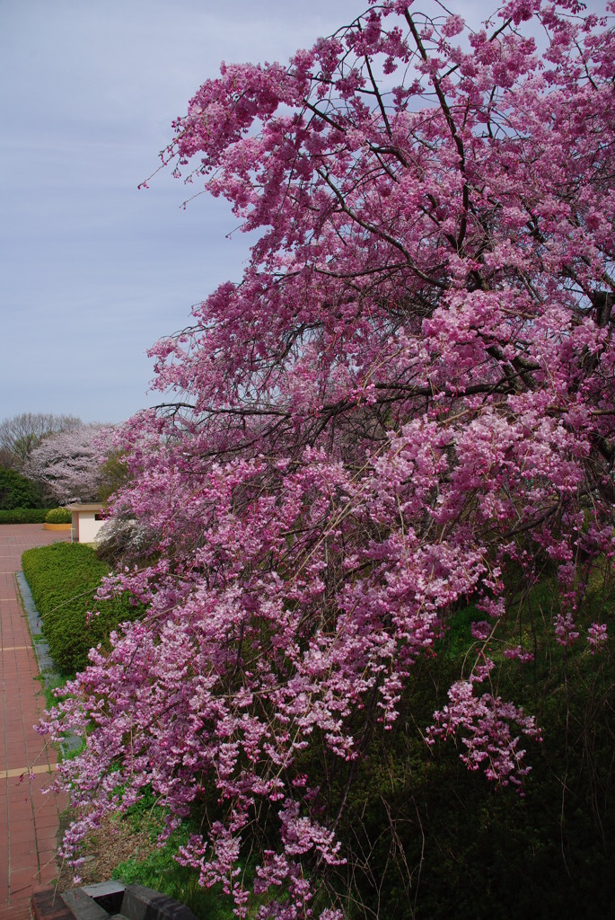 枝垂れ桜
