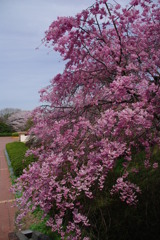 枝垂れ桜