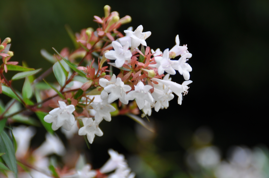大高緑地公園にて