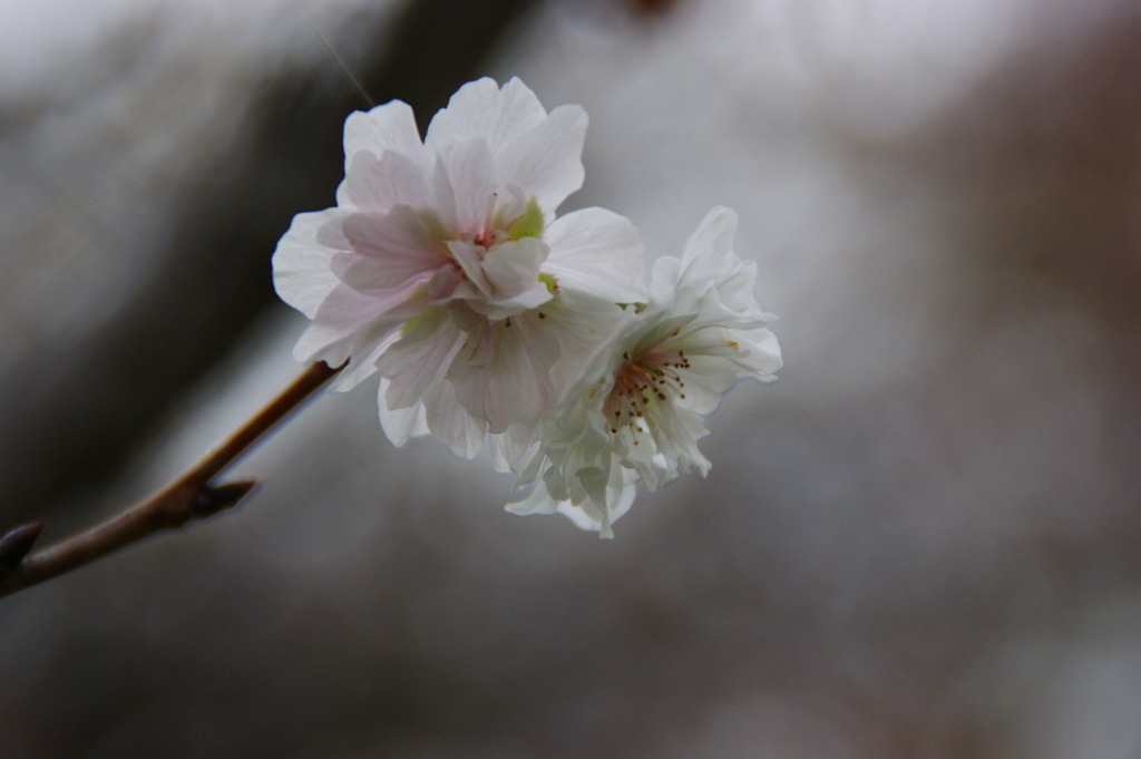 冬桜