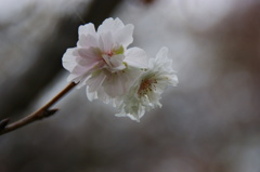 冬桜