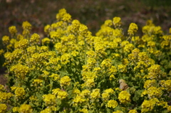 菜の花