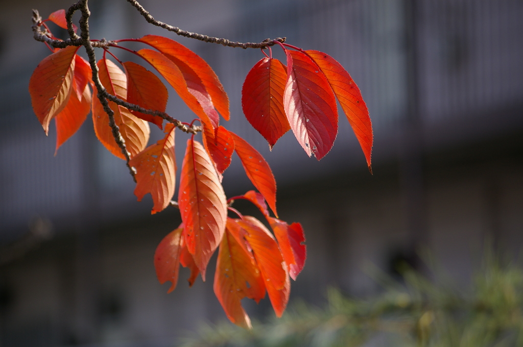 ソメイヨシノも紅葉^^