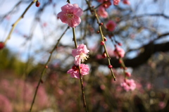 しだれ梅