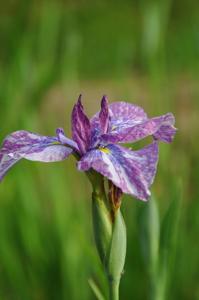 花菖蒲