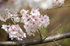 染井吉野