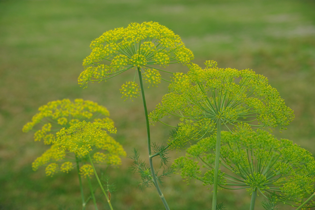 名古屋市農業センターにて　