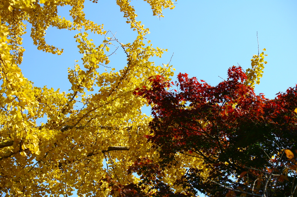 公孫樹ともみじ