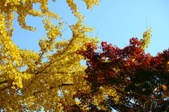 公孫樹ともみじ