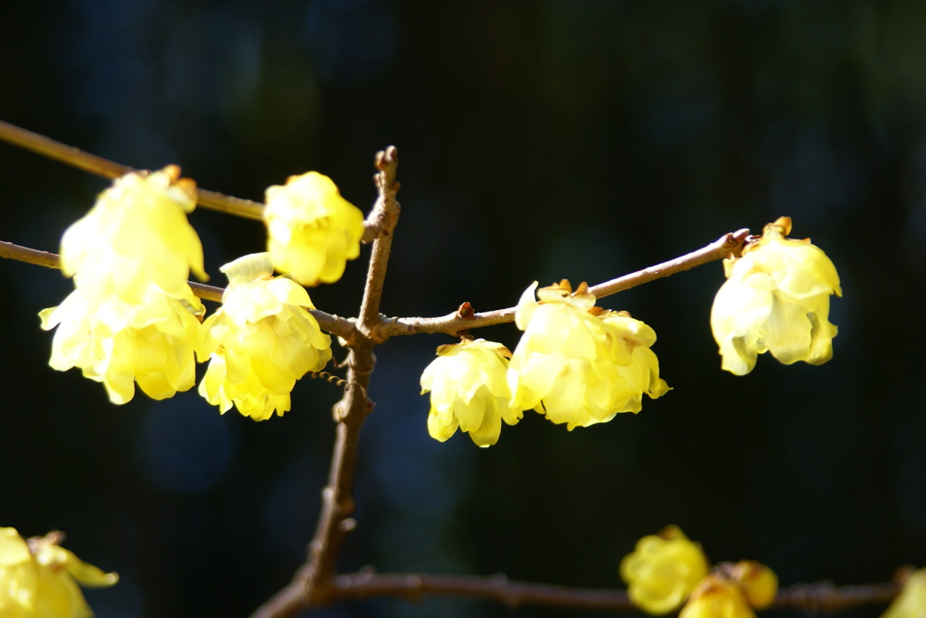 名古屋市農業センターにて
