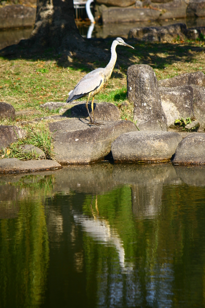 餌を探しているのか？それとも水面に映る自分を眺めているのか？
