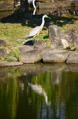 餌を探しているのか？それとも水面に映る自分を眺めているのか？