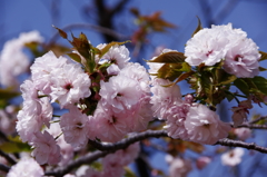 八重桜