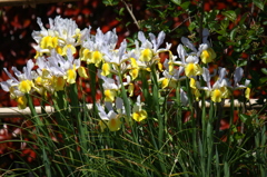 名古屋市農業センターにて　