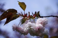 八重桜