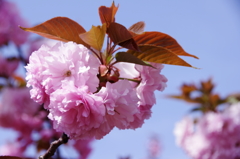 八重桜