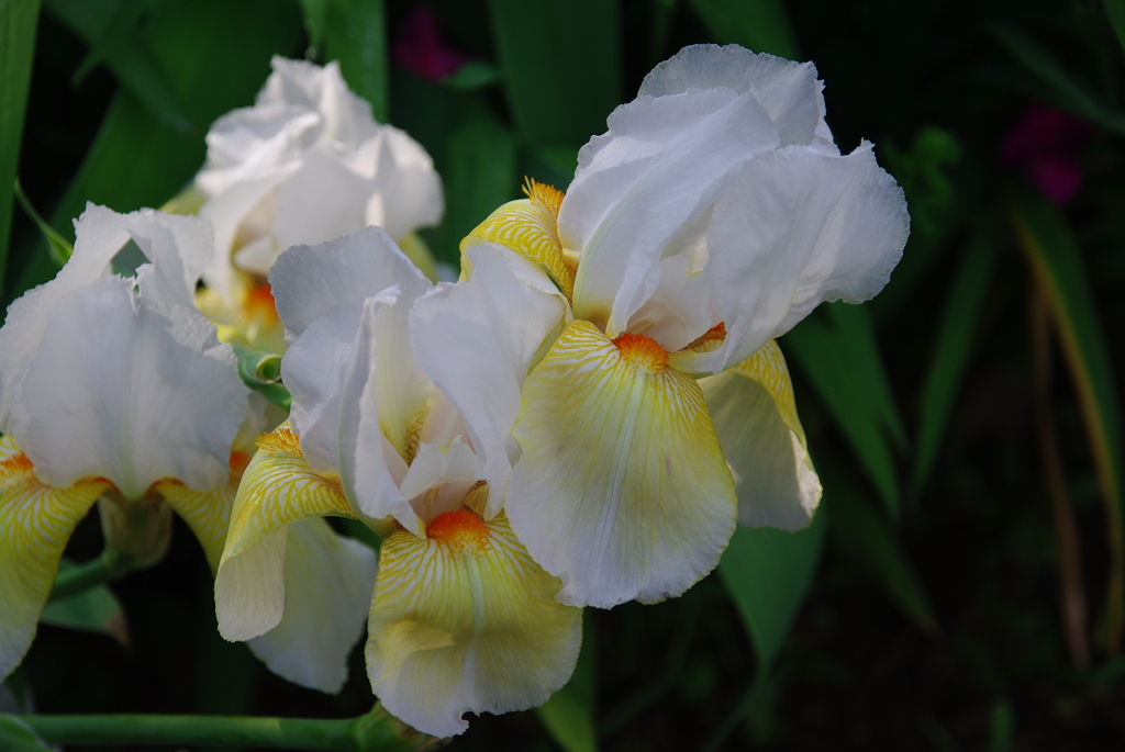 ジャーマンアイリス