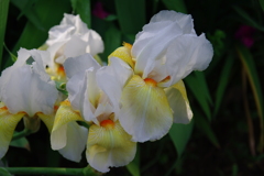 ジャーマンアイリス